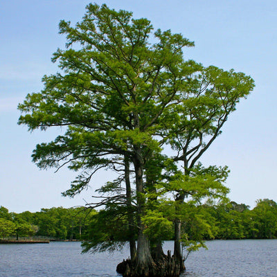 Bald Cypress - Lotus