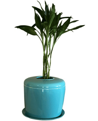 The Living Urn Indoors / Patio - Endswell