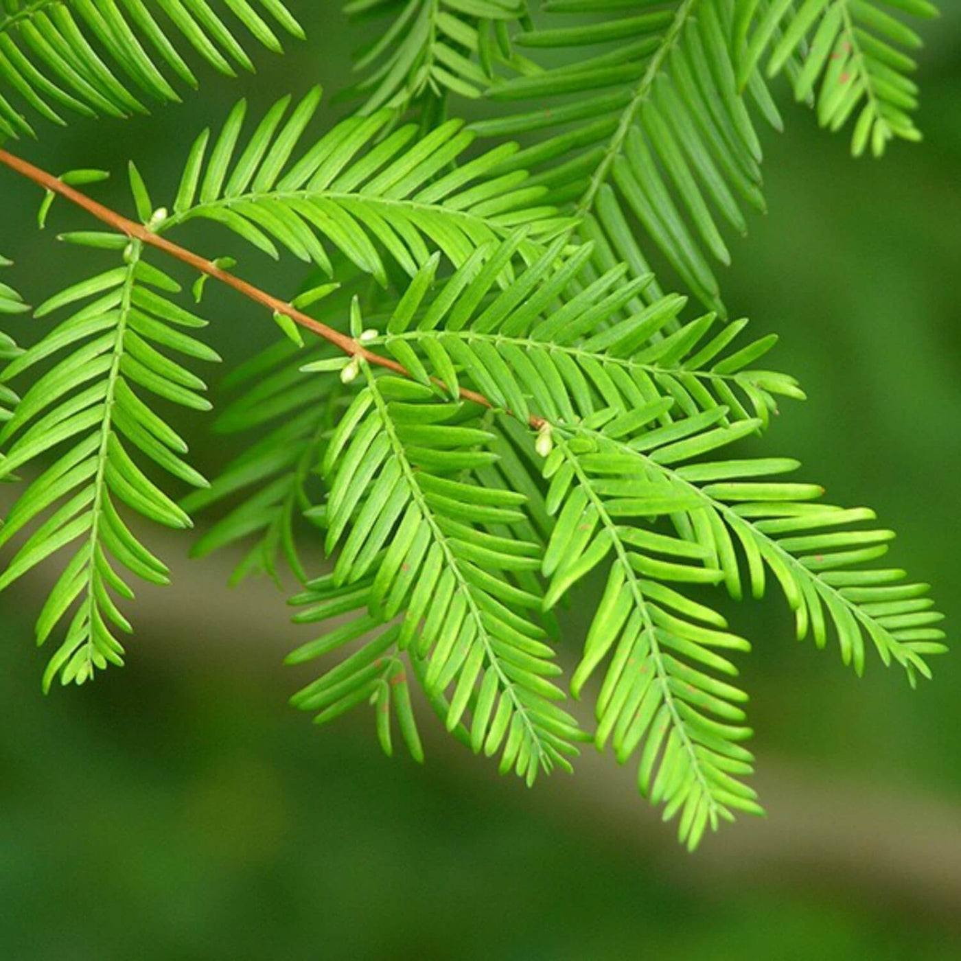 Dawn Redwood - Lotus