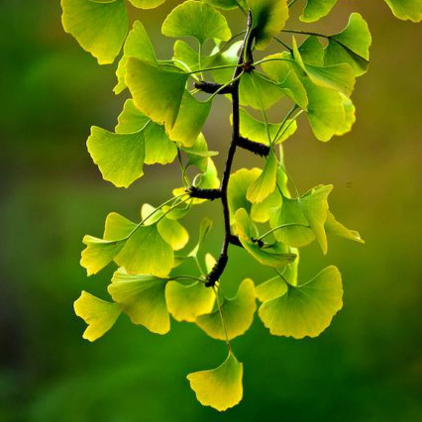 Ginkgo Biloba - Endswell