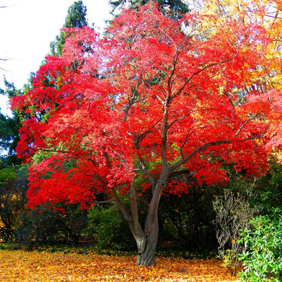 Japanese Red Maple - Green Farewells