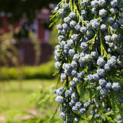 Cypress (Leyland) - Green Farewells