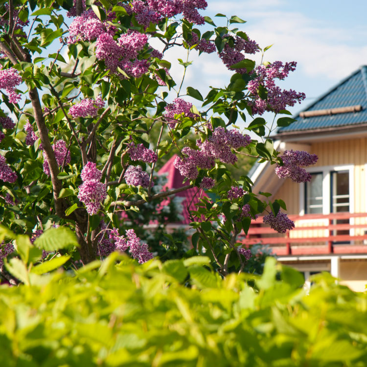 Lilac - Green Farewells