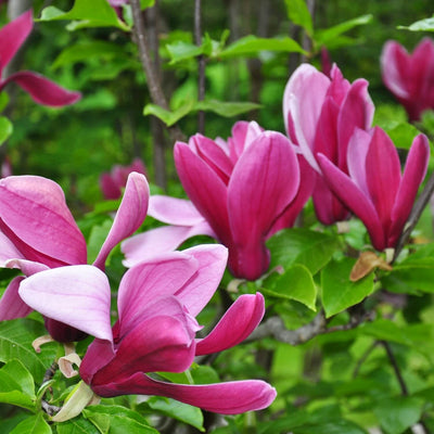 Magnolia Jane - Lotus