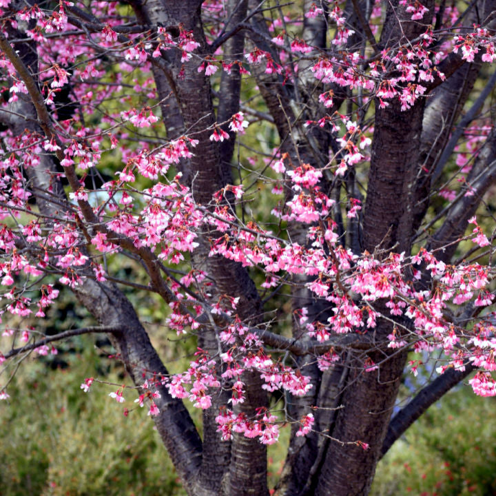 Okame Flowering Cherry - Lotus