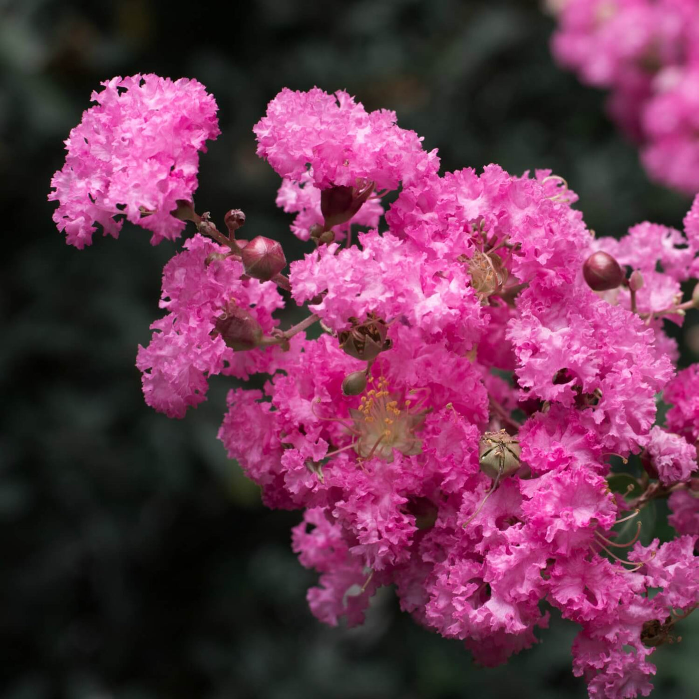 Crape Myrtle (Pink) - Perry