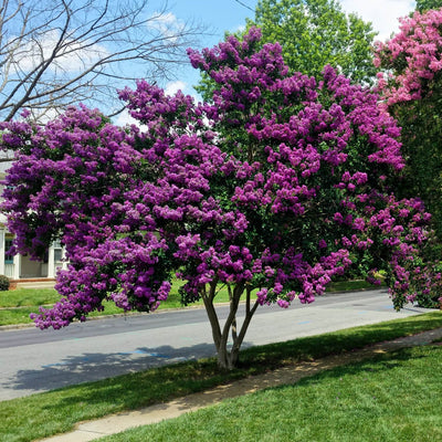 Crape Myrtle (Purple) - Green Farewells