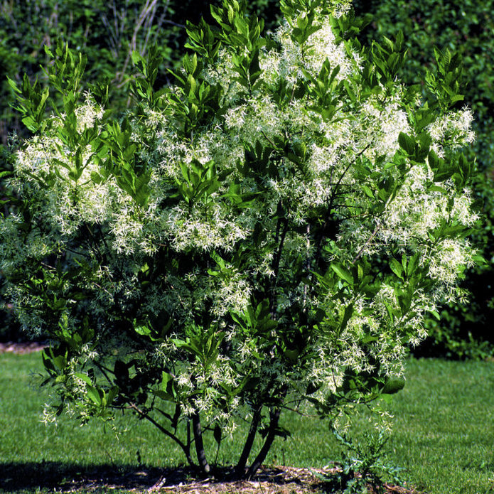 White Fringe Tree - Perry