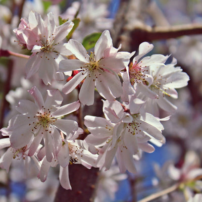 Autumnalis Flowering Cherry - Farris