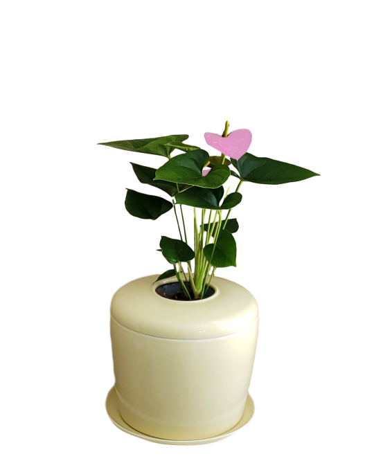 The Living Urn Indoors / Patio - Lotus