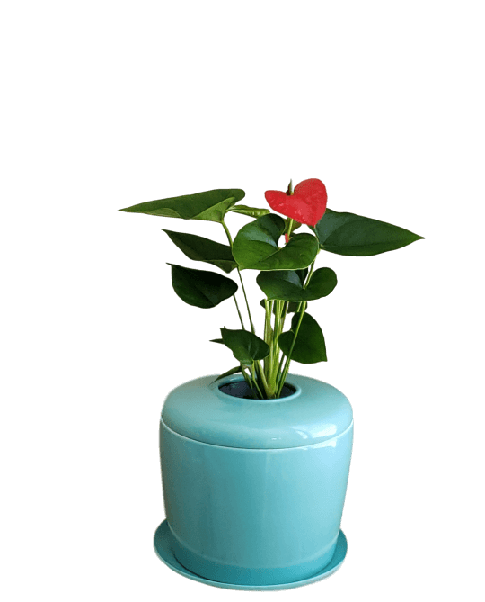 The Living Urn Indoors / Patio - Endswell