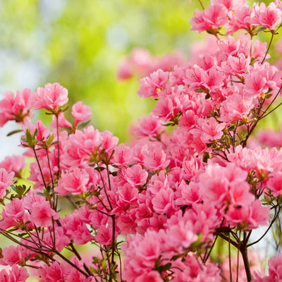 Formosa Azalea (Pink) - Perry
