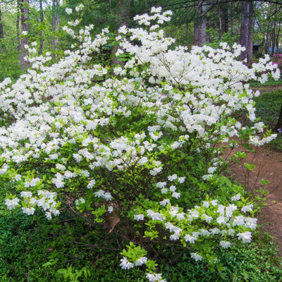 Formosa Azalea (White) - Farris