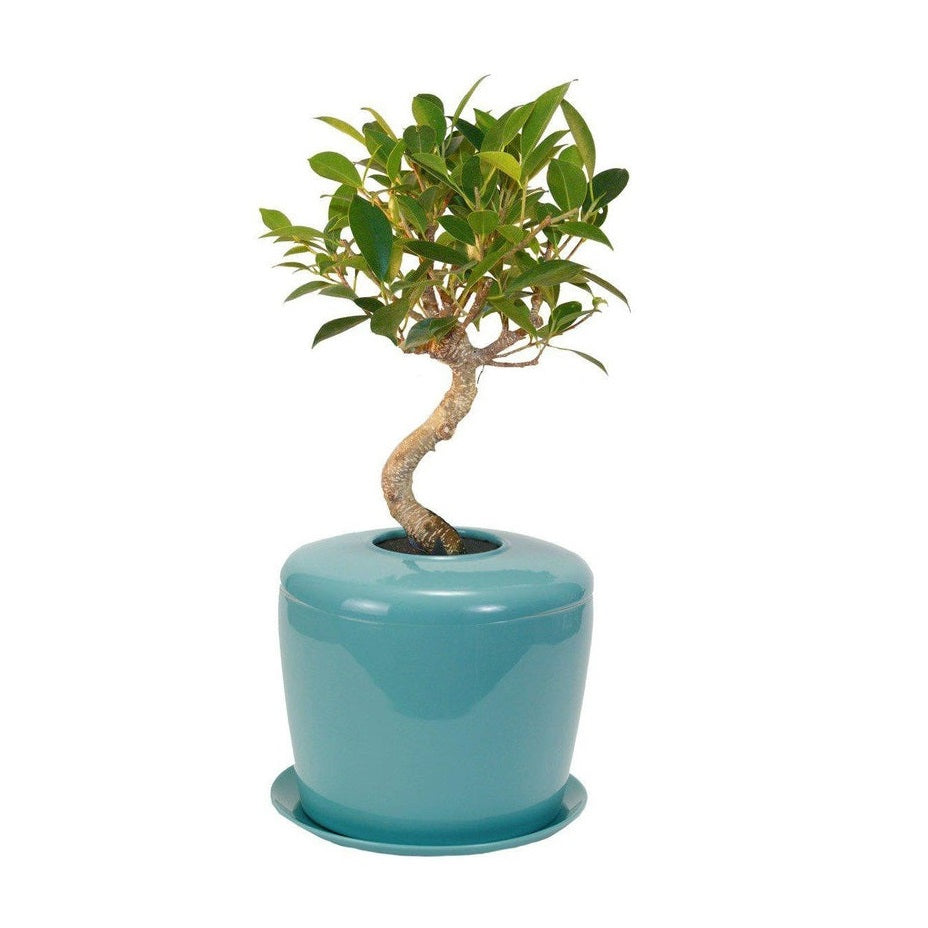 The Living Urn Indoors / Patio - Akers James