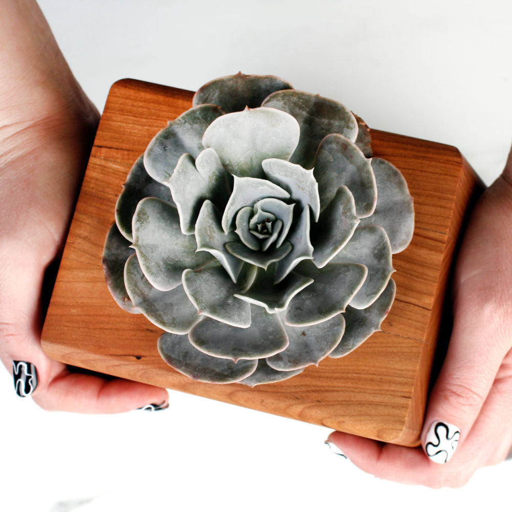 The Living Urn Planter - Eternal Peace