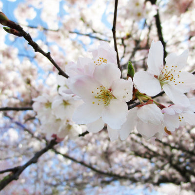 Akebono Flowering Cherry - Simple Pets