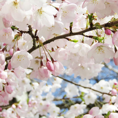 Akebono Flowering Cherry - Front Range
