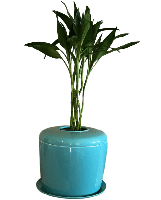 The Living Urn Indoors / Patio - Belk