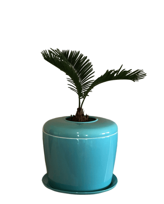 The Living Urn Indoors / Patio - Weddle