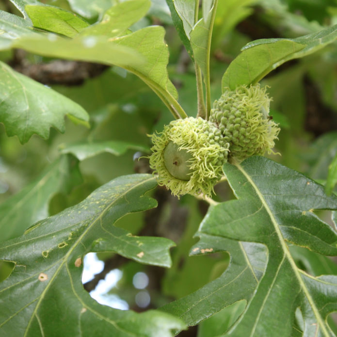 Bur Oak - Natural Grace