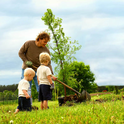 Dawn Redwood - Weddle