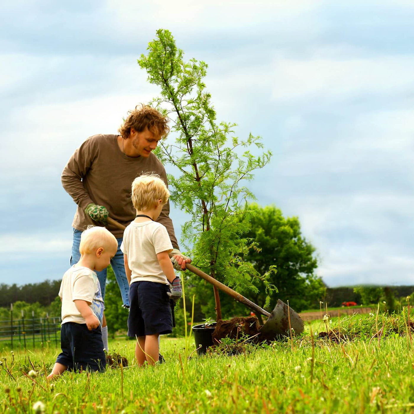 Dawn Redwood - Birdsong
