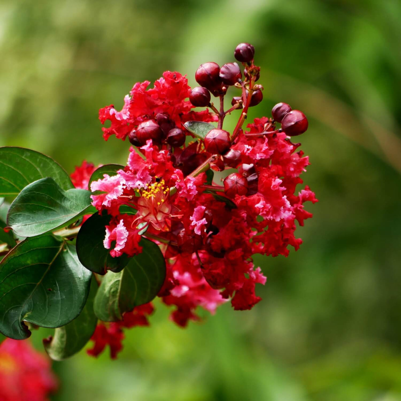 Crape Myrtle (Red) - 5280