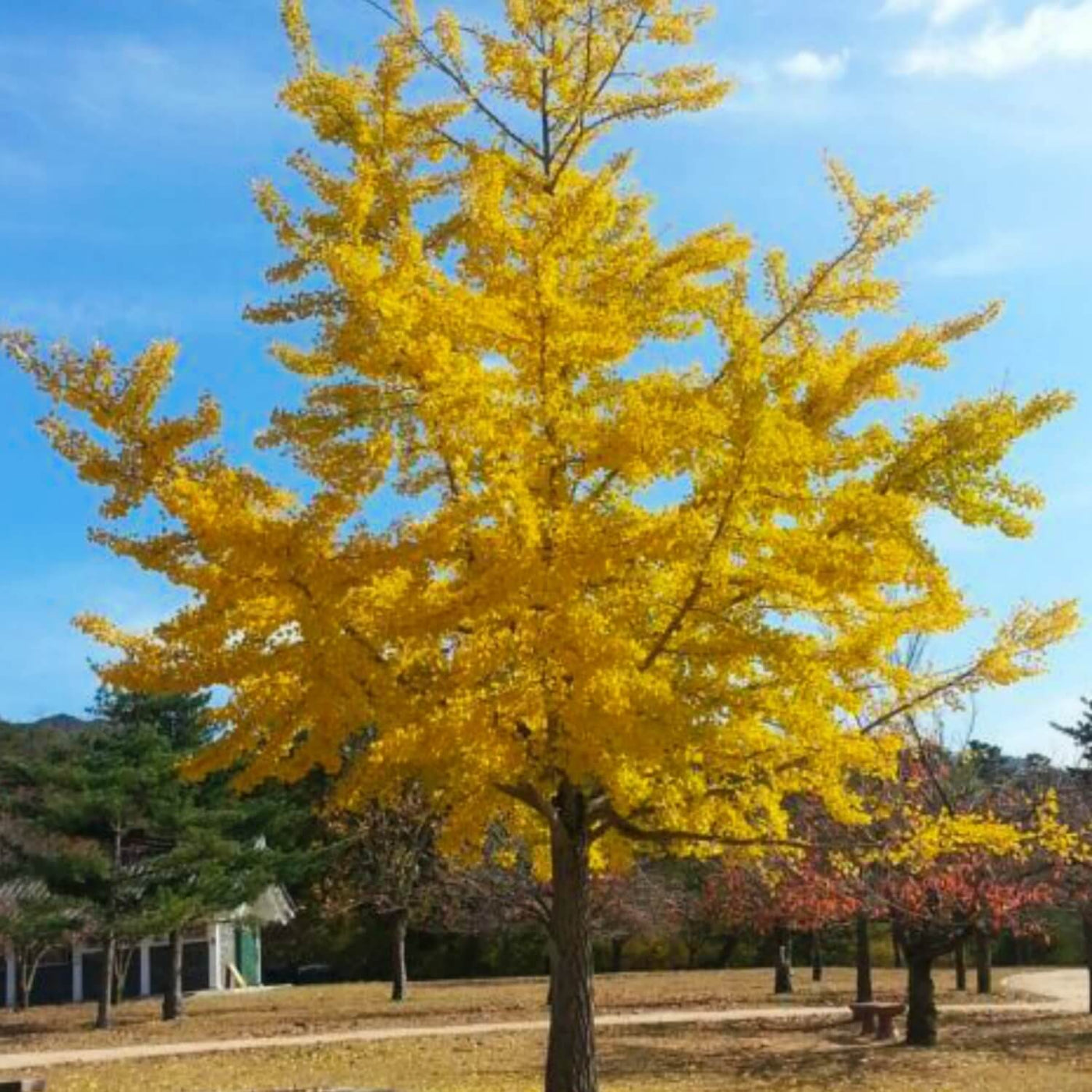 Ginkgo Biloba - Natural Grace