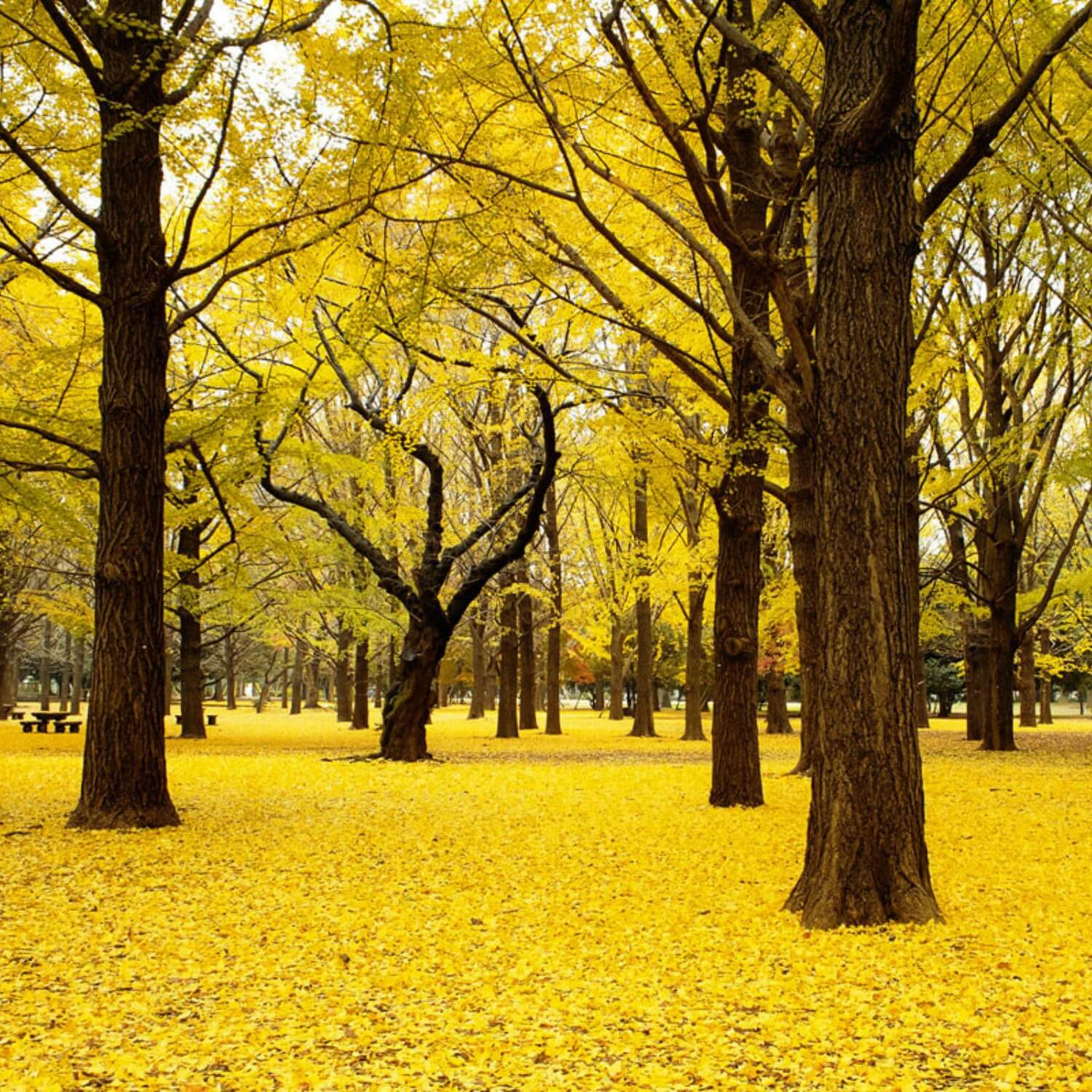 Ginkgo Biloba - Cremation Society