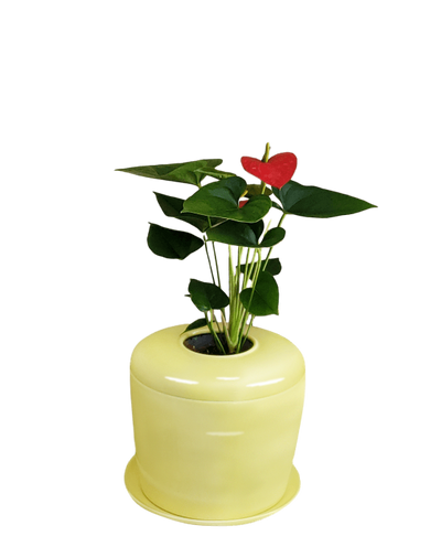 The Living Urn Indoors / Patio - Belk