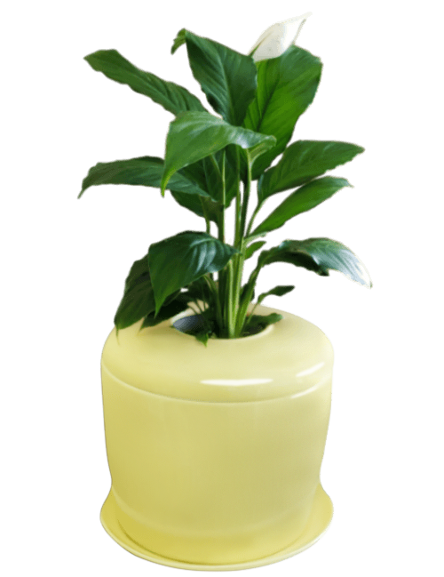 The Living Urn Indoors / Patio - Be a Tree Cremation