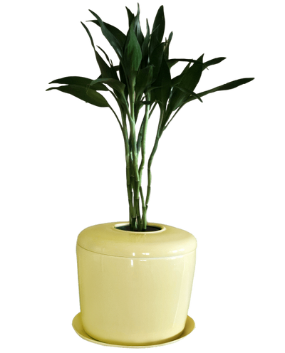 The Living Urn Indoors / Patio - Weddle