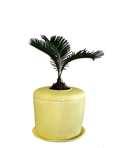 The Living Urn Indoors / Patio - Hyatt Ewald