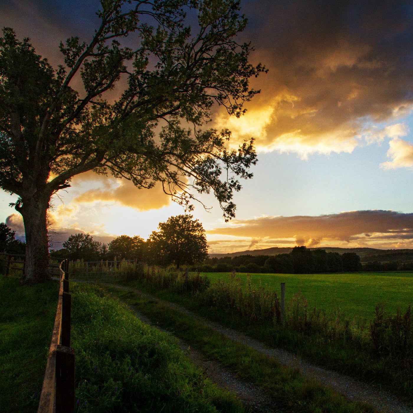 The Irish Living Urn - Cremation Society