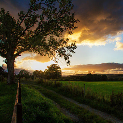 The Irish Living Urn - Hyatt Ewald