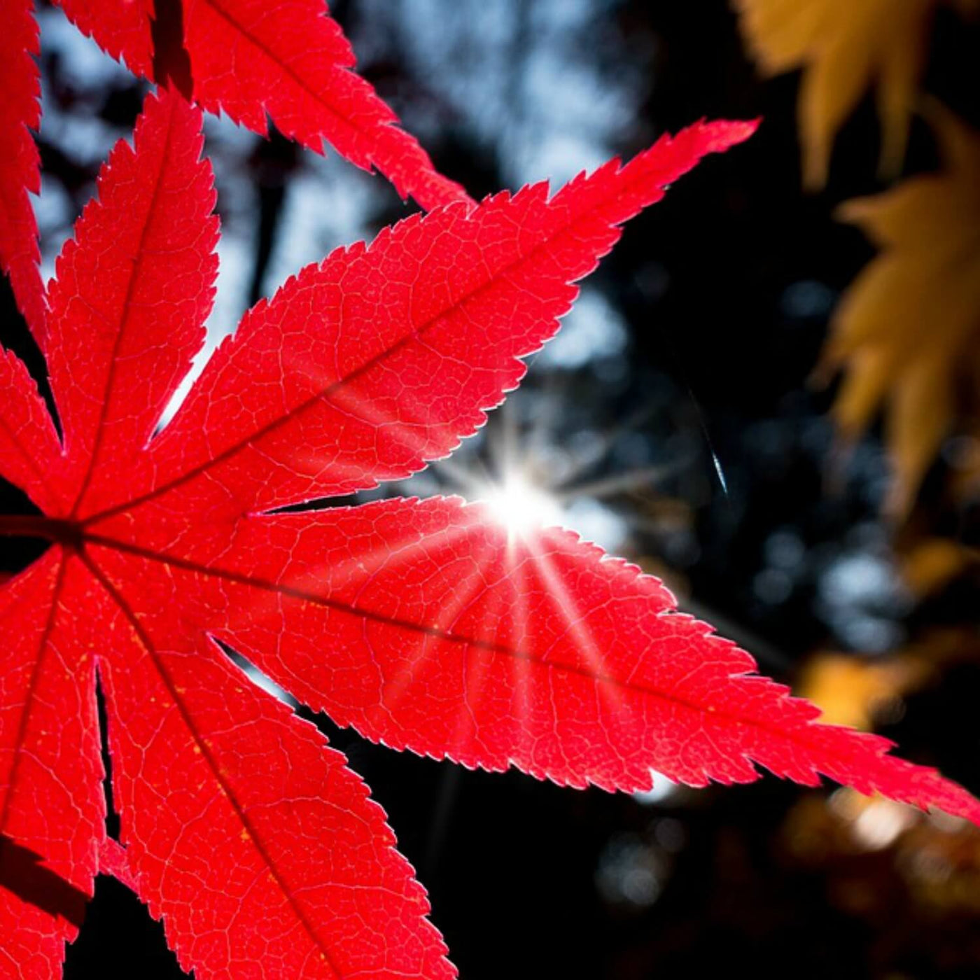 Japanese Red Maple - Eternal Peace