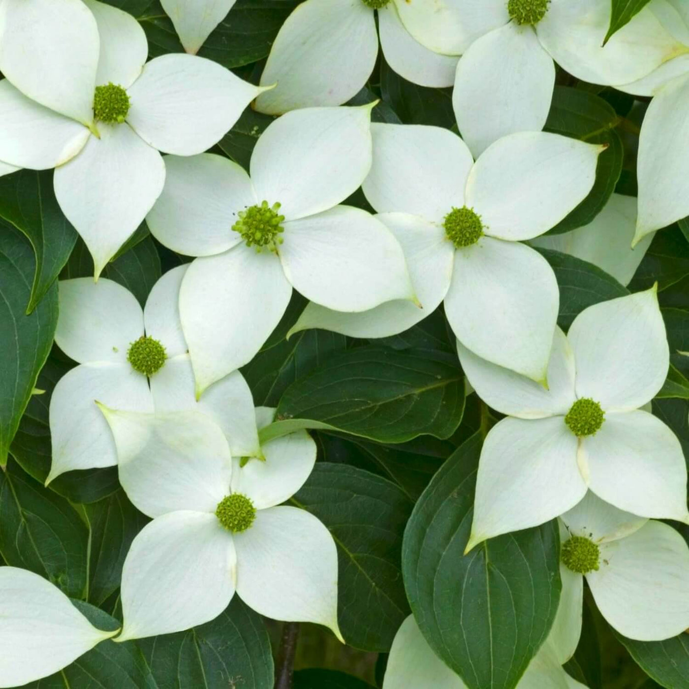 Kousa Dogwood - Hyatt Ewald