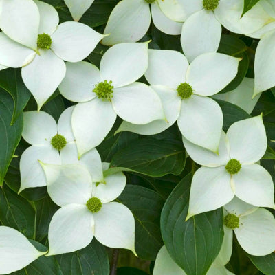 Kousa Dogwood - Messenger
