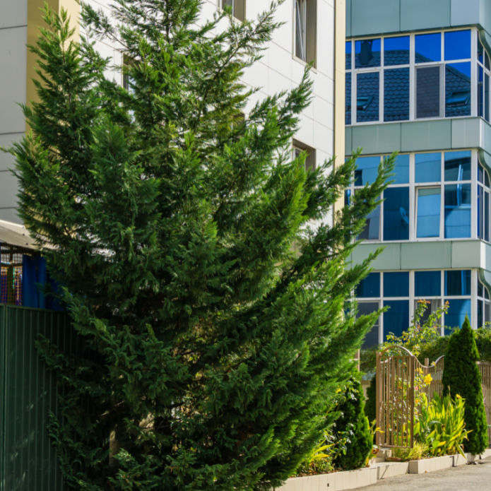 Cypress (Leyland) - Greenhaven