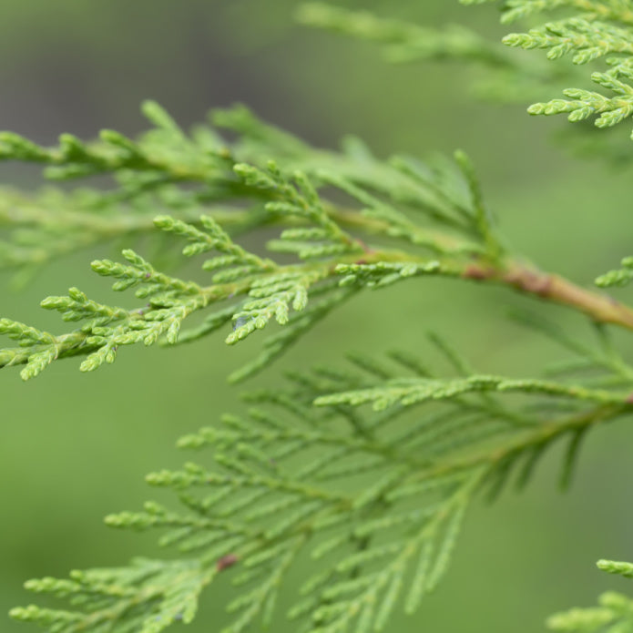 Cypress (Leyland) -Be a Tree Cremation