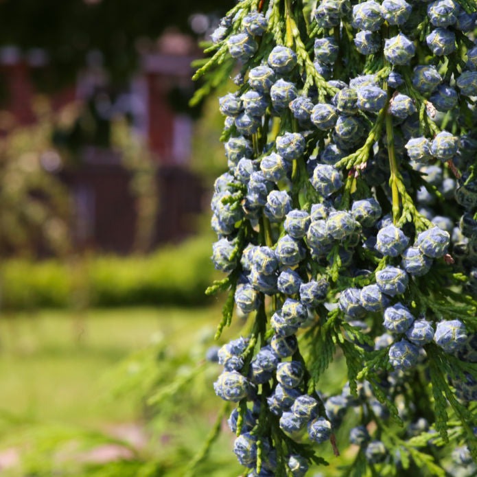 Cypress (Leyland) - Hyatt Ewald