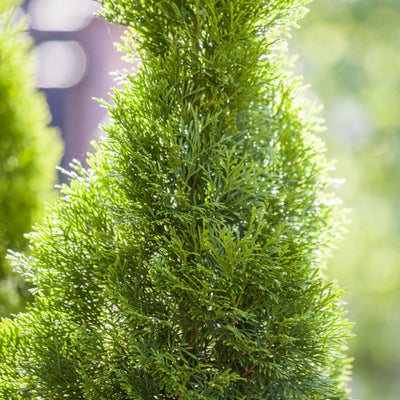 Cypress (Leyland) - Emmick