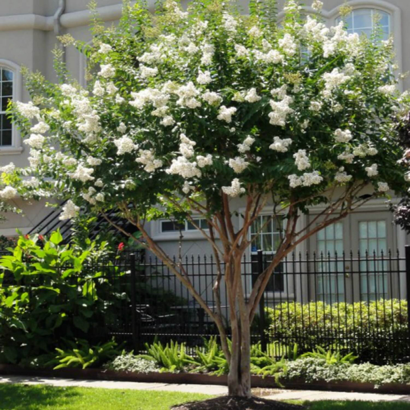 Crape Myrtle (White) - Weddle