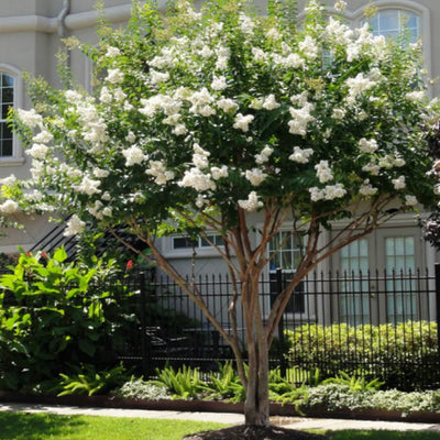 Crape Myrtle (White) - Heaven Bound