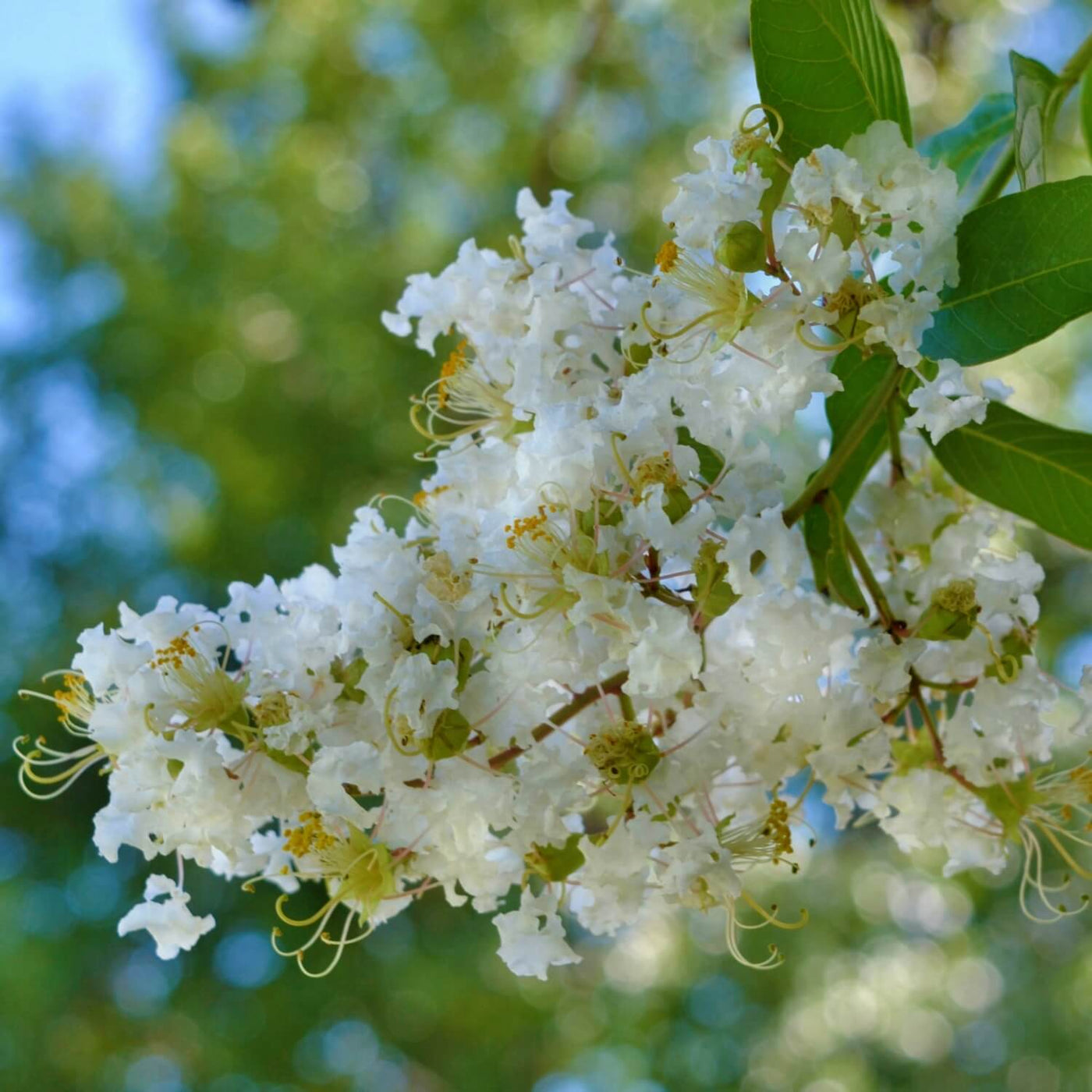 Crape Myrtle (White) - Weddle