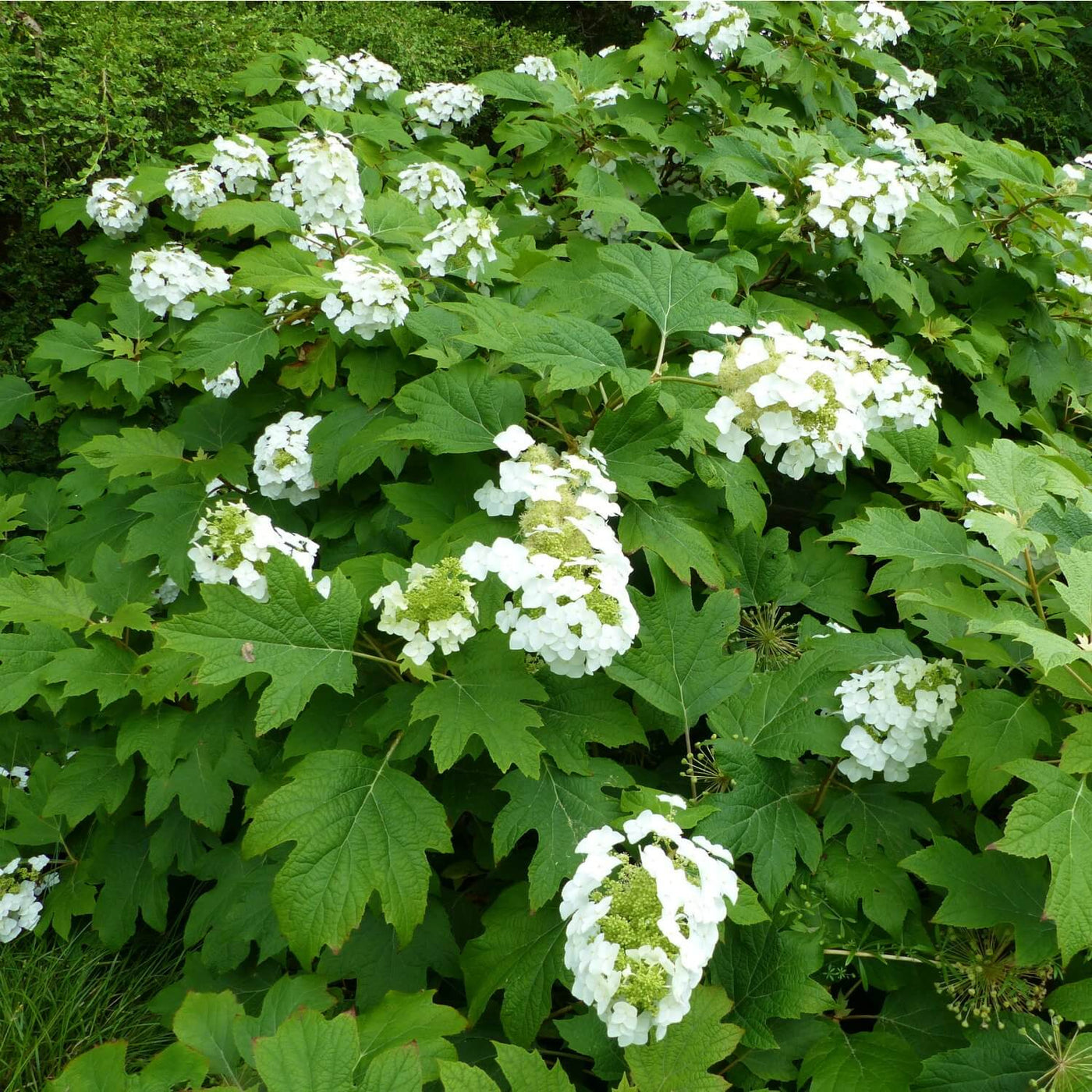 Oakleaf Hydrangea - Weddle