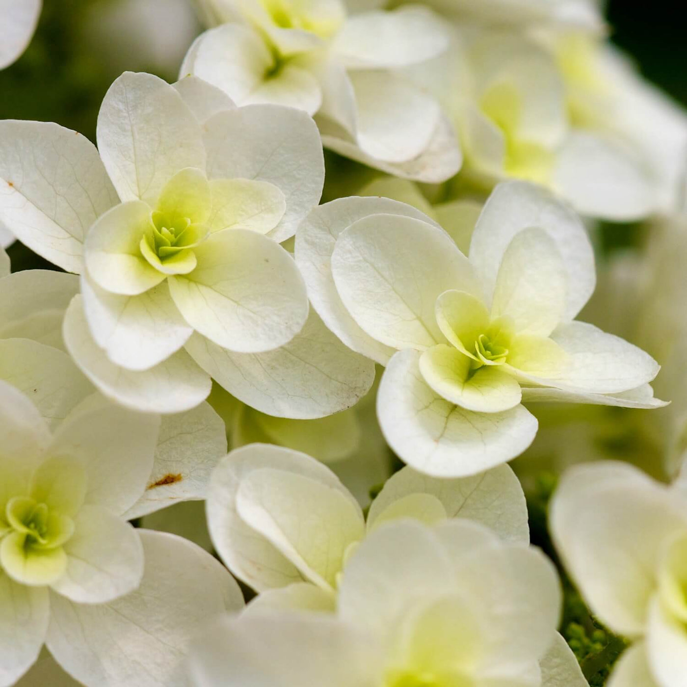 Oakleaf Hydrangea - 5280