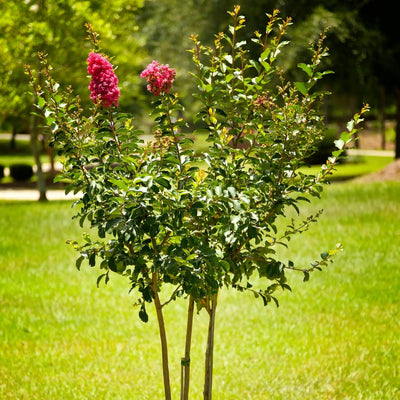 Crape Myrtle (Pink) - Teraloom