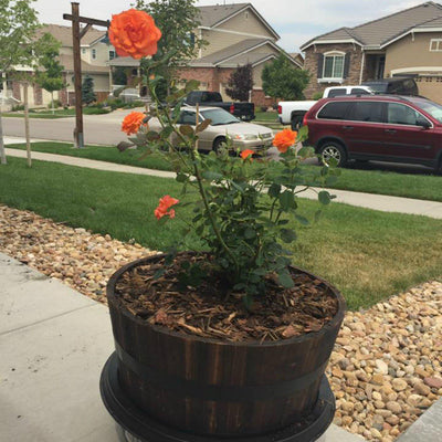 Living Urn System Only (use with your own tree, plant or flowers) - Two Rivers