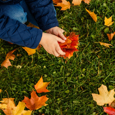 Red Maple - Be a Tree Cremation